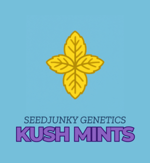 Kush Mints - SeedJunky Genetics
