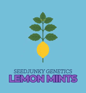 Lemon Mints - SeedJunky Genetics