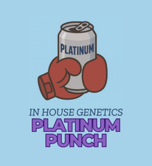 Platinum Punch - In House Genetics