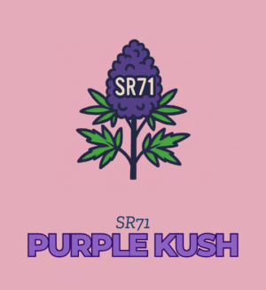 Purple Kush - SR71