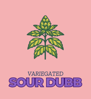 Sour Dubb - Variegated