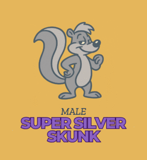 Super Silver Skunk - Male