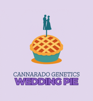 Wedding Pie - Cannarado Genetics